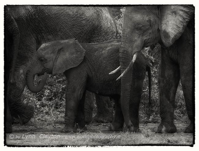 Elephant with Calf